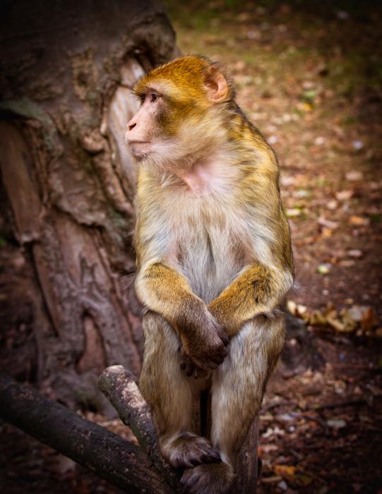sitting monkey at the stump