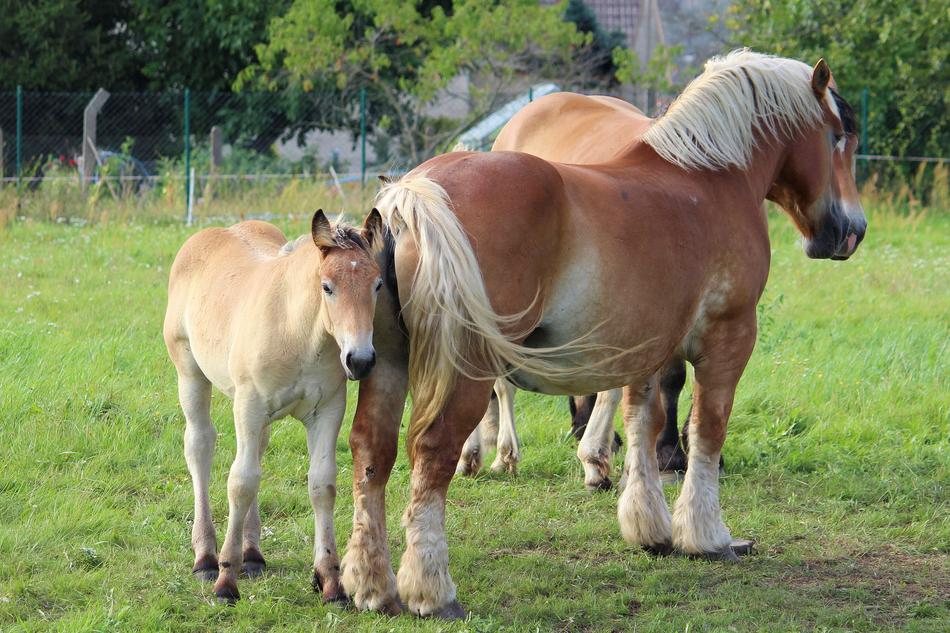 Horses Cold Blooded Animals Foal