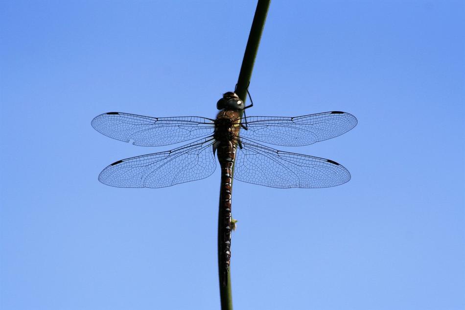 Dragonfly Insect on stem closeup photo