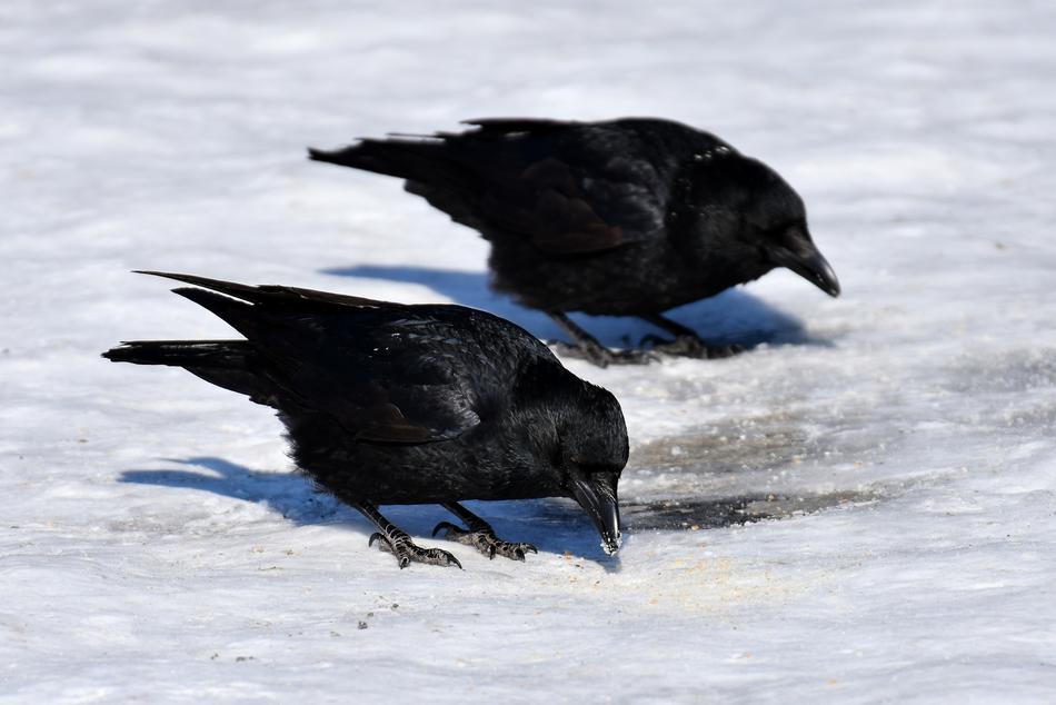 two black crows