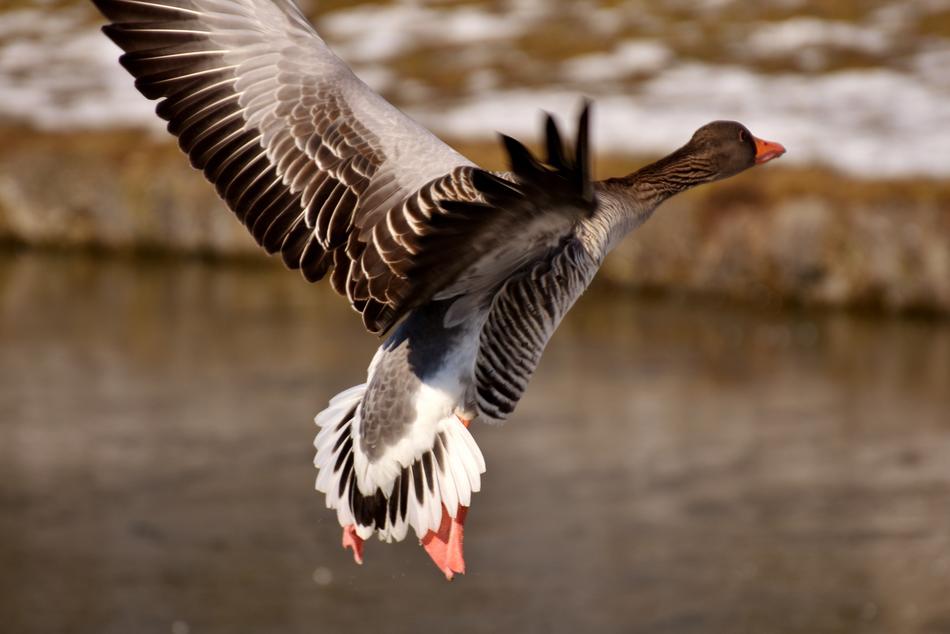 Goose Wild Flying