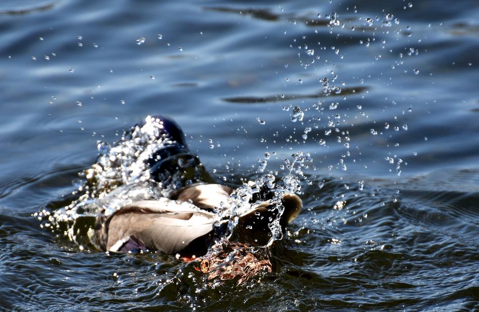 Duck Splashing Spray