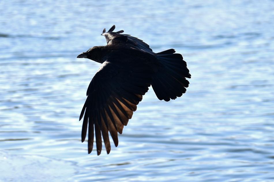 Raven Flying Lake