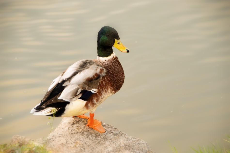 Bird Mallard Duck