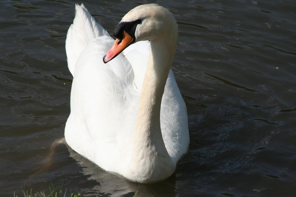 Body Of Water Bird No Person