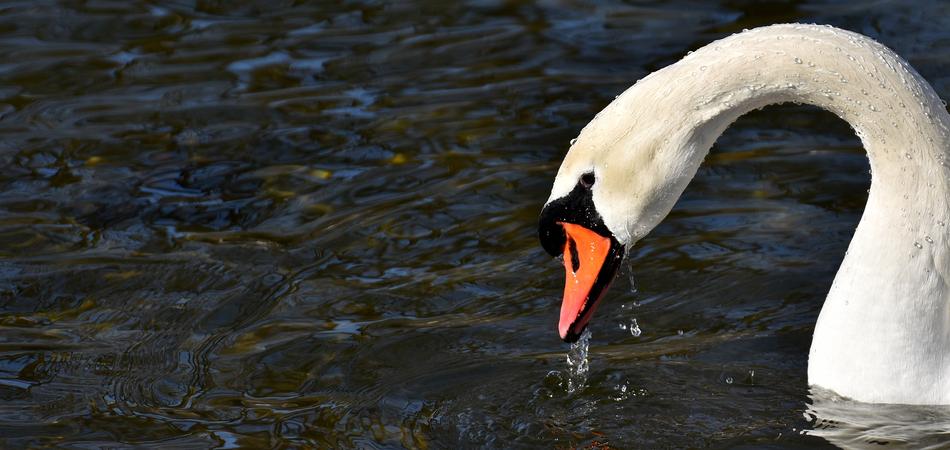 drinking swan in a pond