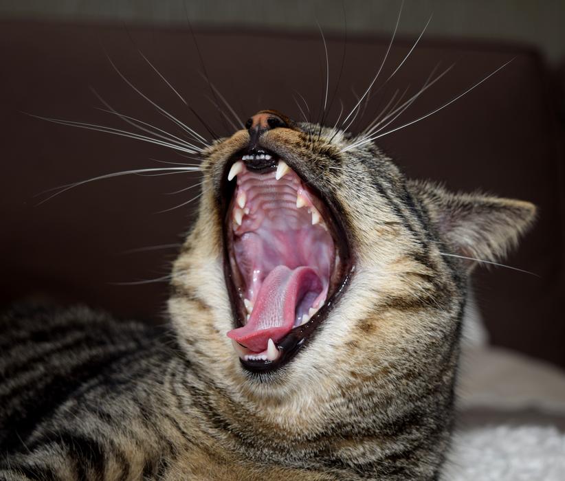 Cat Animal Mammal