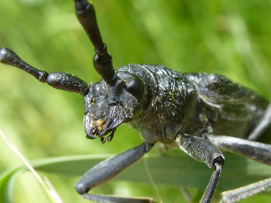 Longhorn Beetle Insect