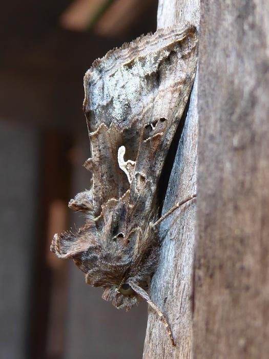Gamma Owl butterfly