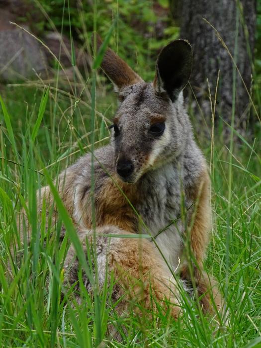 Kangaroo Zoo Brno Mammal