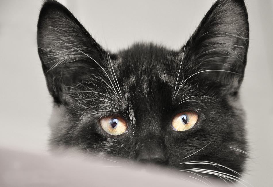 Cat Animal Shelter