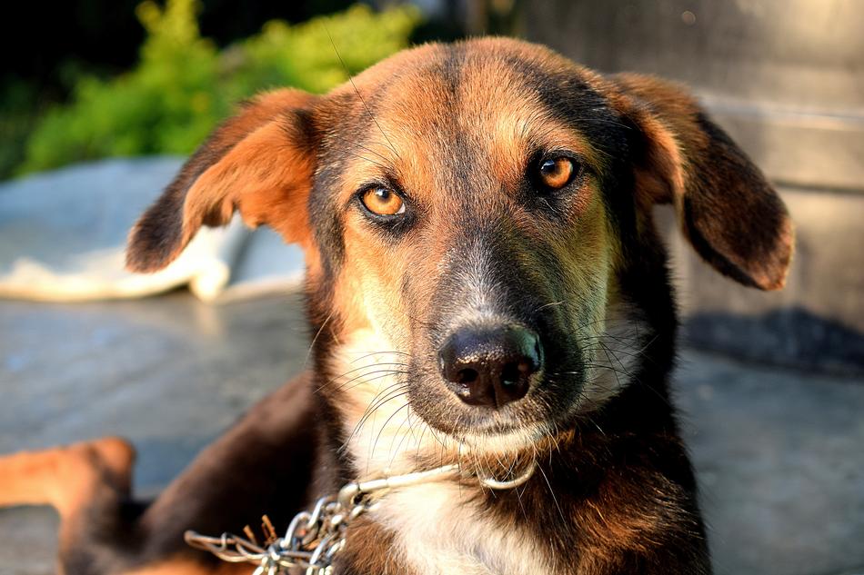 Dog Pet Animal