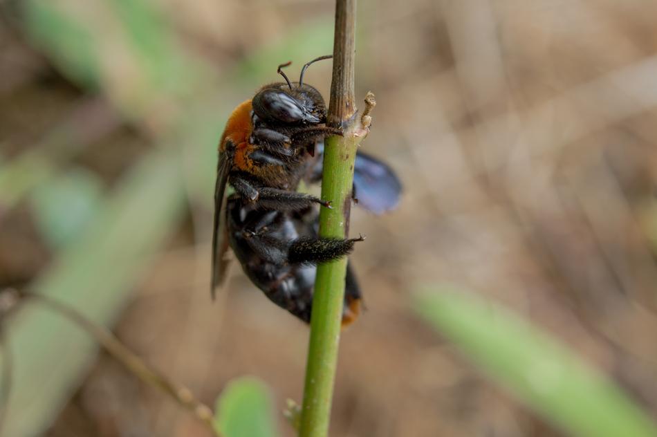 Insect Nature Animal
