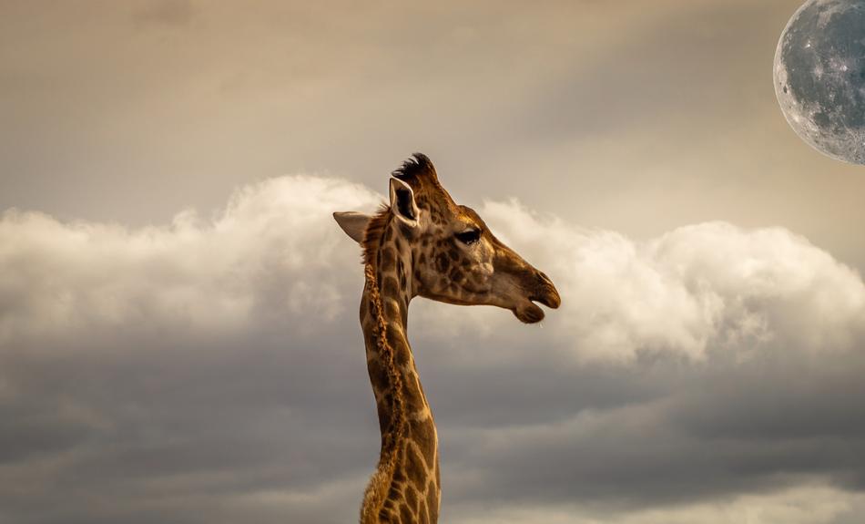 Composing Giraffe Sky