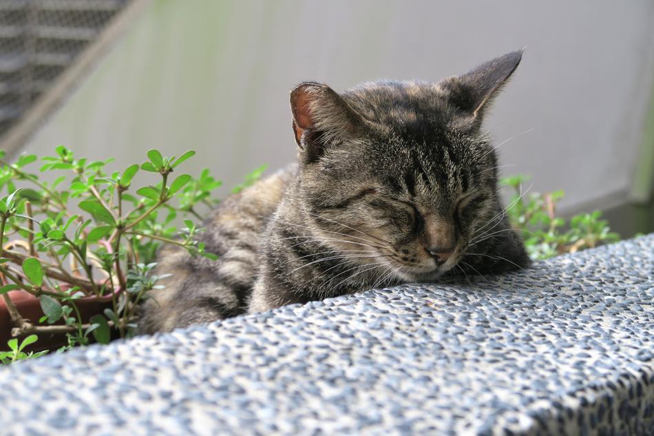 Cute Animal Domestic