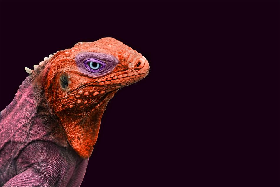 Iguana Animal Color
