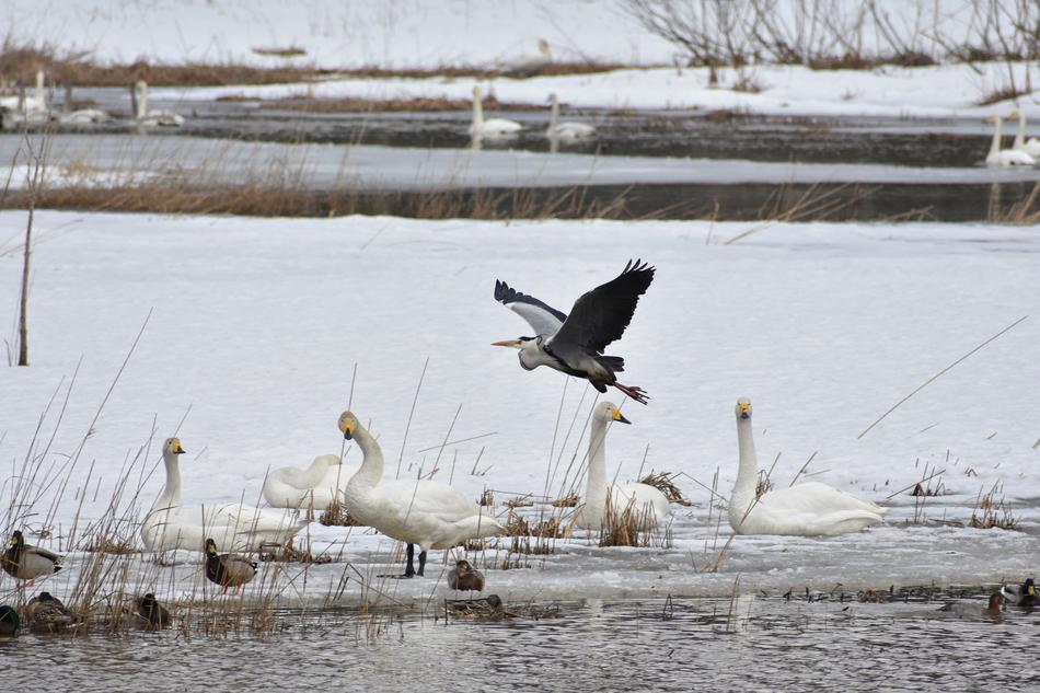 Animal Lake Waterside
