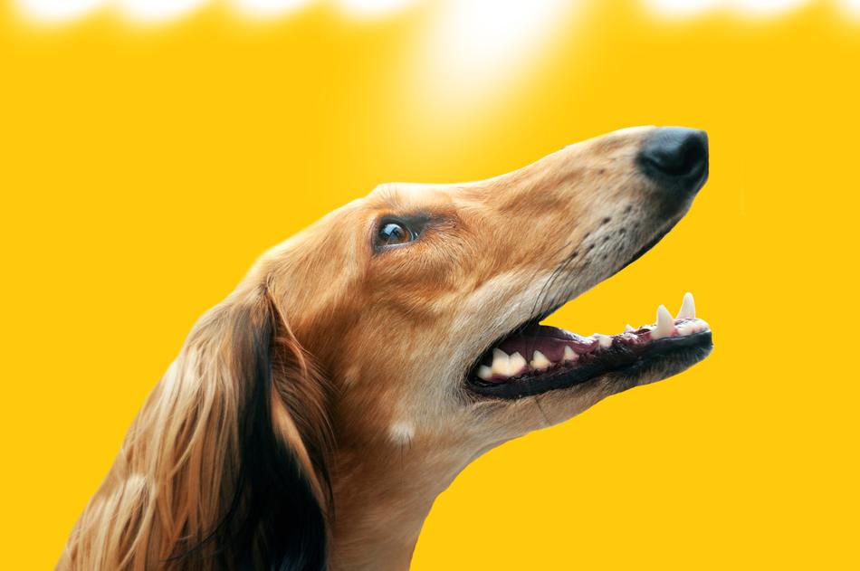 Dog Saluki Greyhound