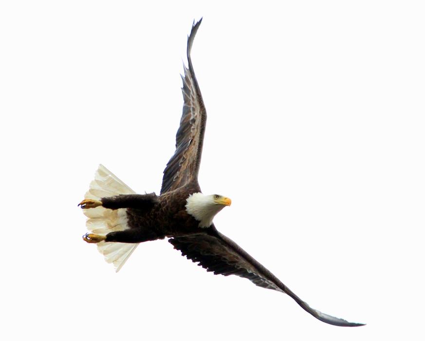 Bird Raptor Wildlife
