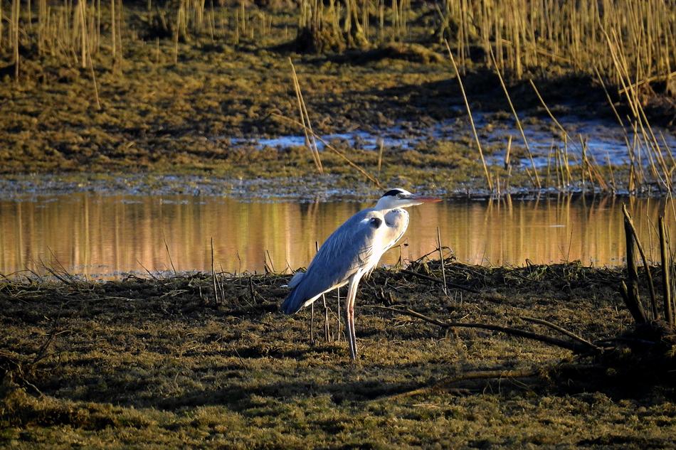 Heron Bird Joints