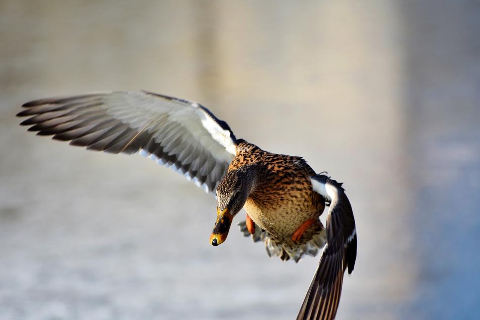 Duck Drake Water Bird