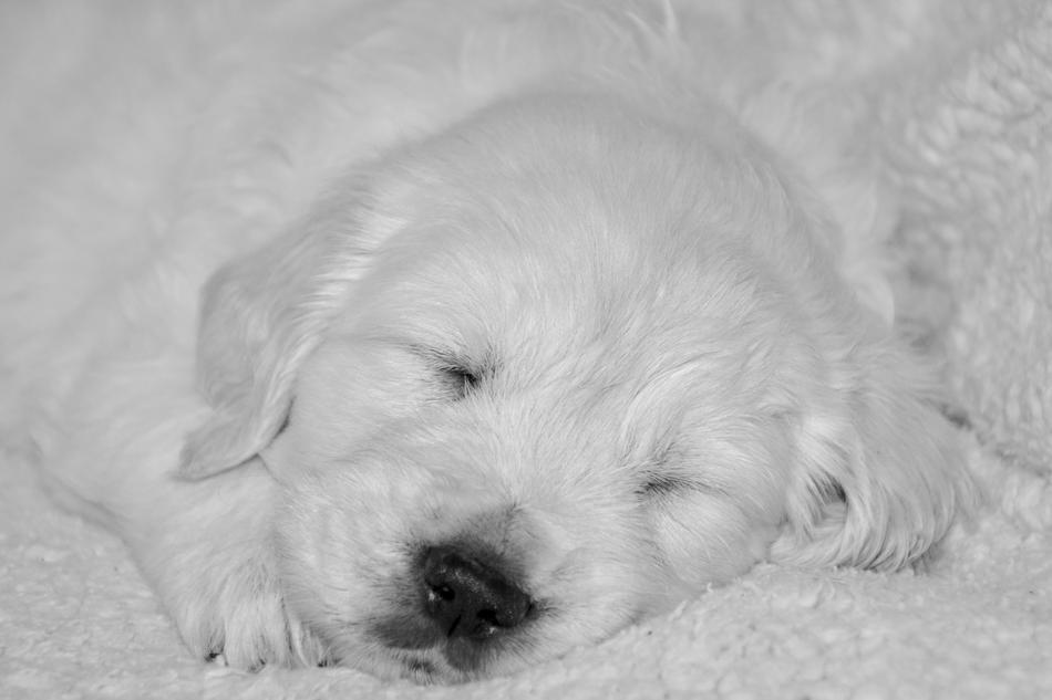 Puppy Dog Golden Retriever