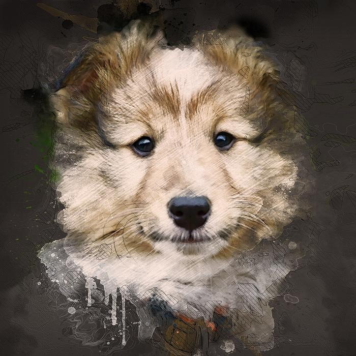 dog puppy pup shetland sheepdog