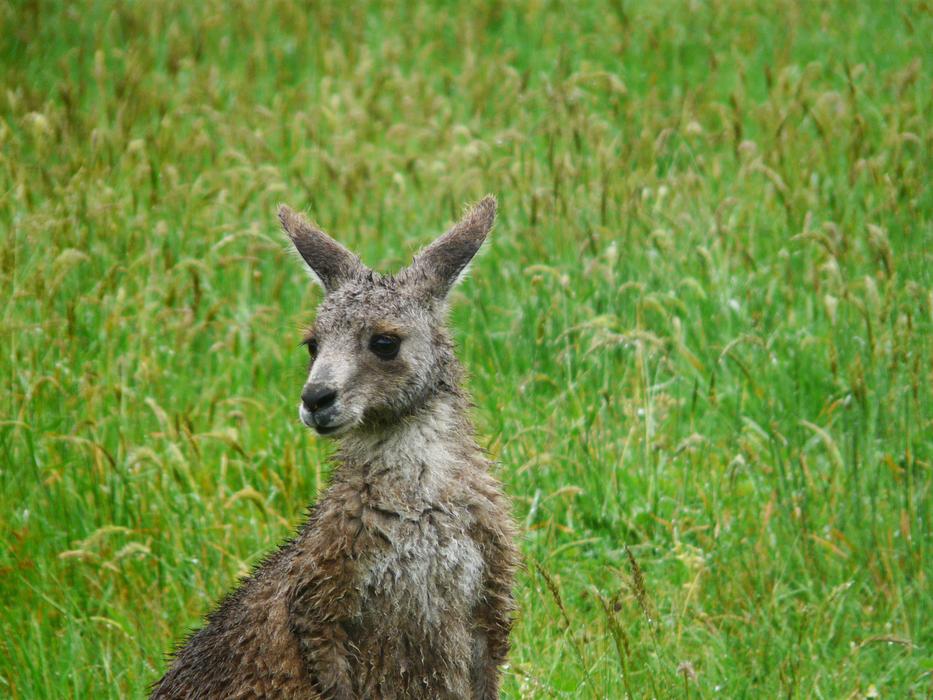 Kangaroo Australia Animal