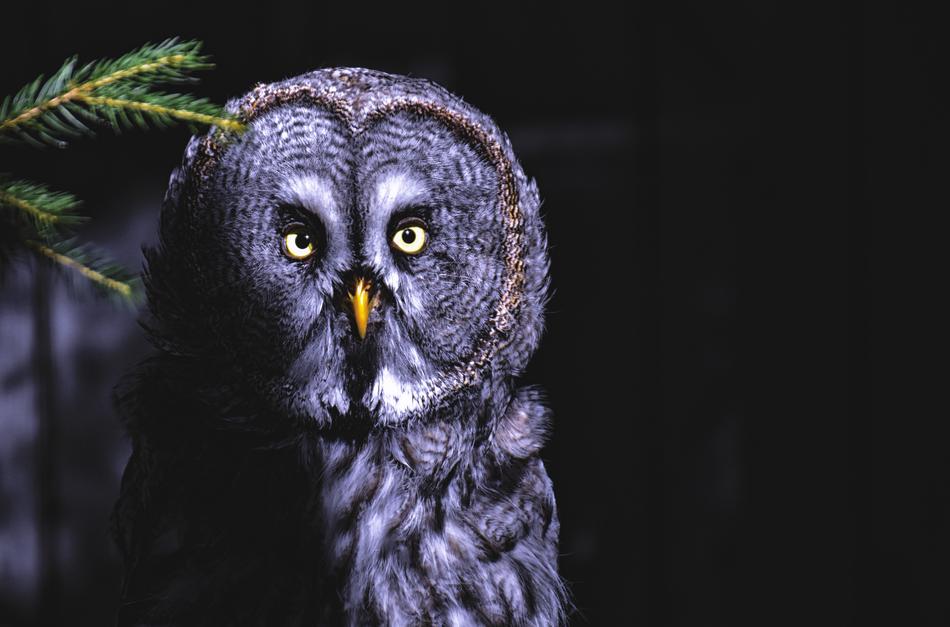 owl hiding in the dark