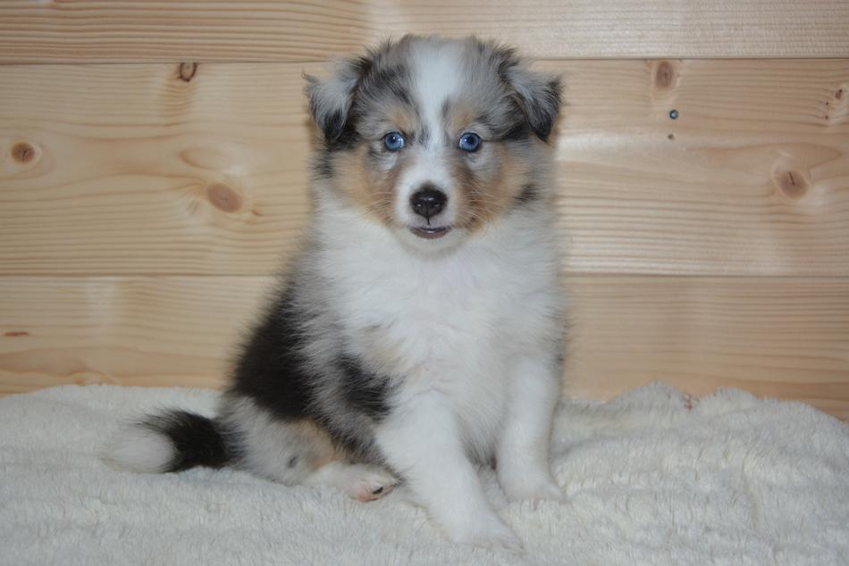 Puppy Shetland Sheepdog Dog