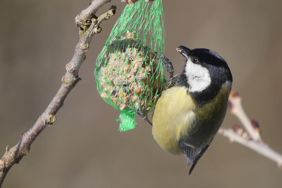 blue tit Bird feeding closeup photo