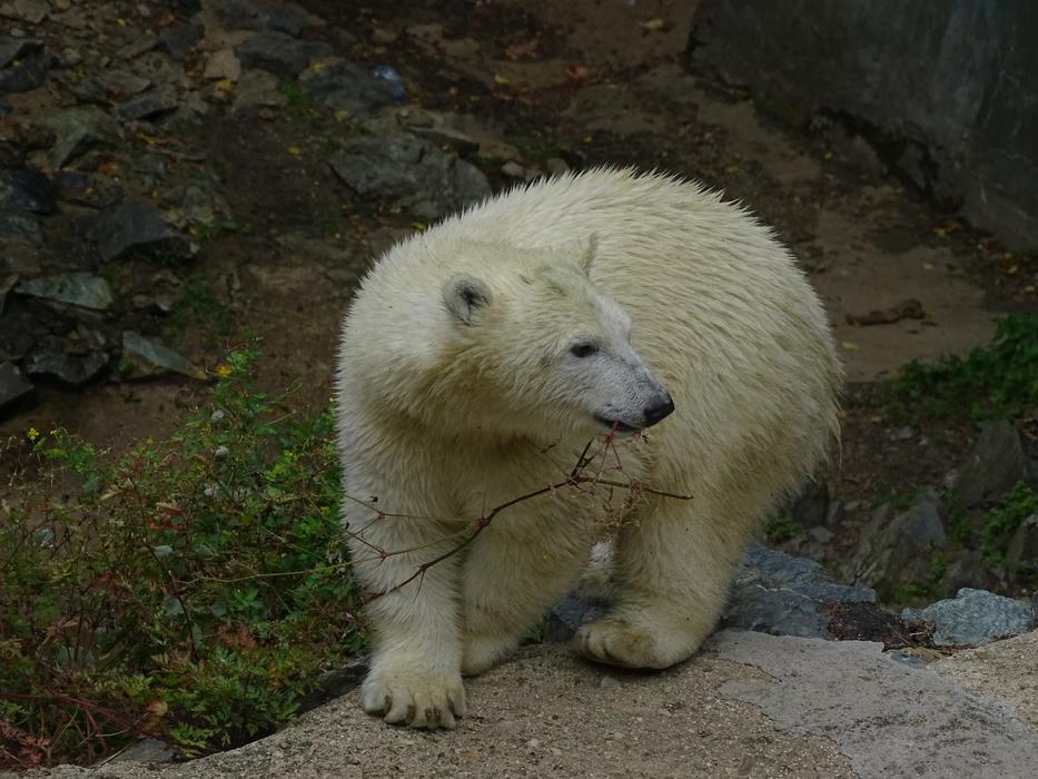 Polar Bear Cub Cute