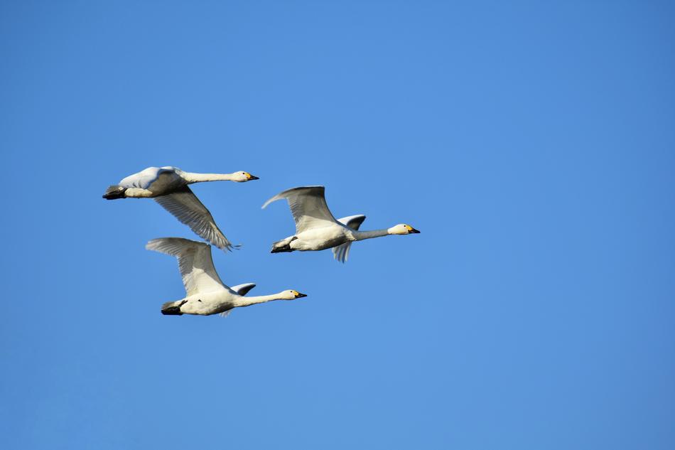 Animal Sky Bird Wild