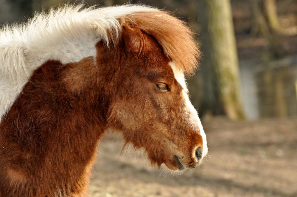 Shetland Pony Horse