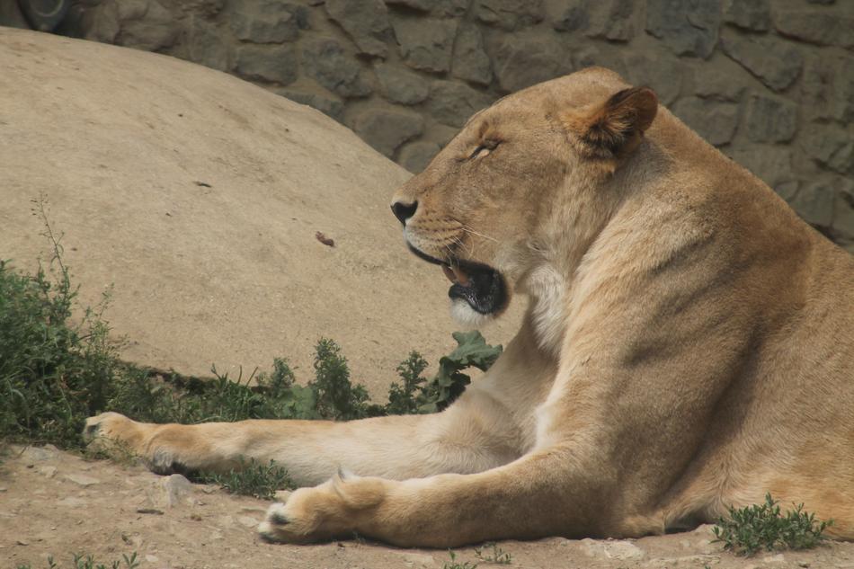 Mammal Animal World Nature