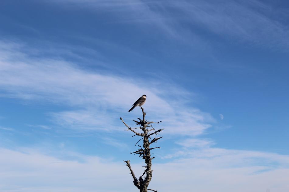 bird on tree at background of blue sky