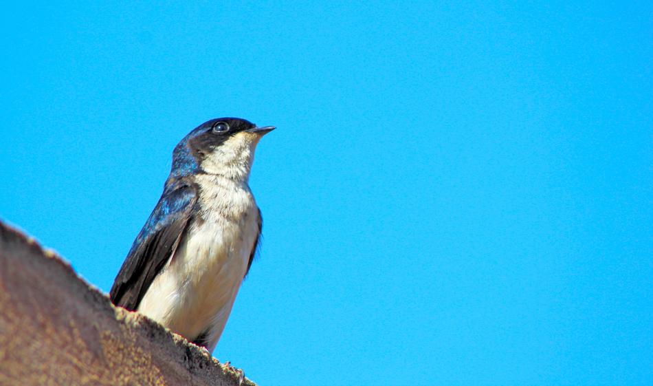 bird looking up into the sky