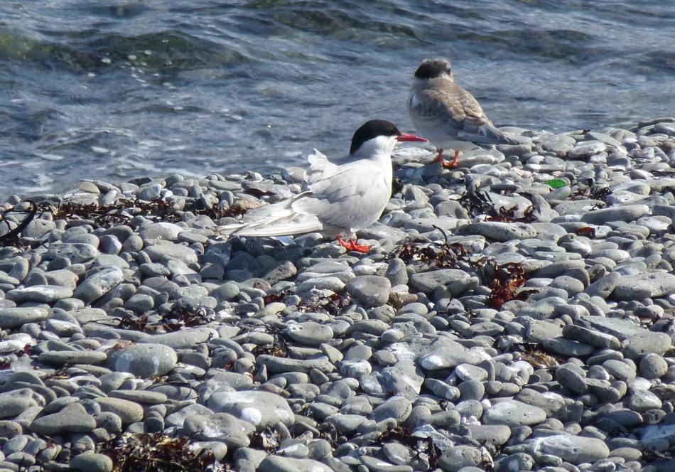 Arctic Tern Chick Bird on coast
