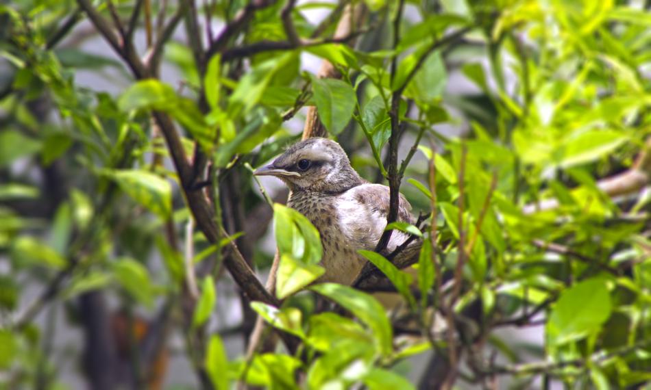 Thrush Puppy Bird