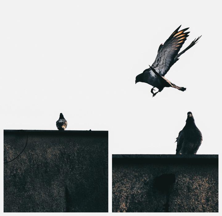 Bird Dove Pen