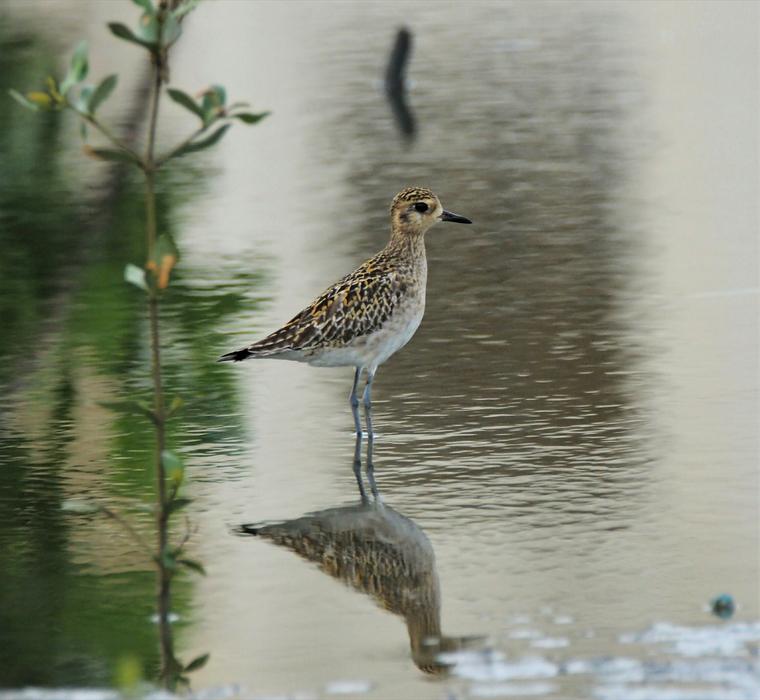 Bird Wildlife Nature