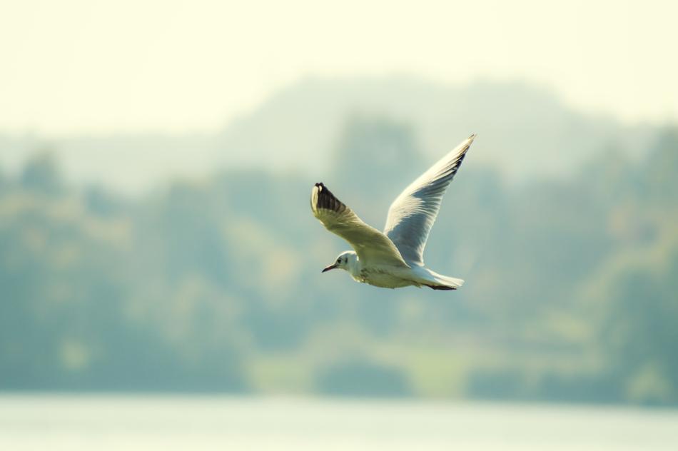 Bird Nature Wild World