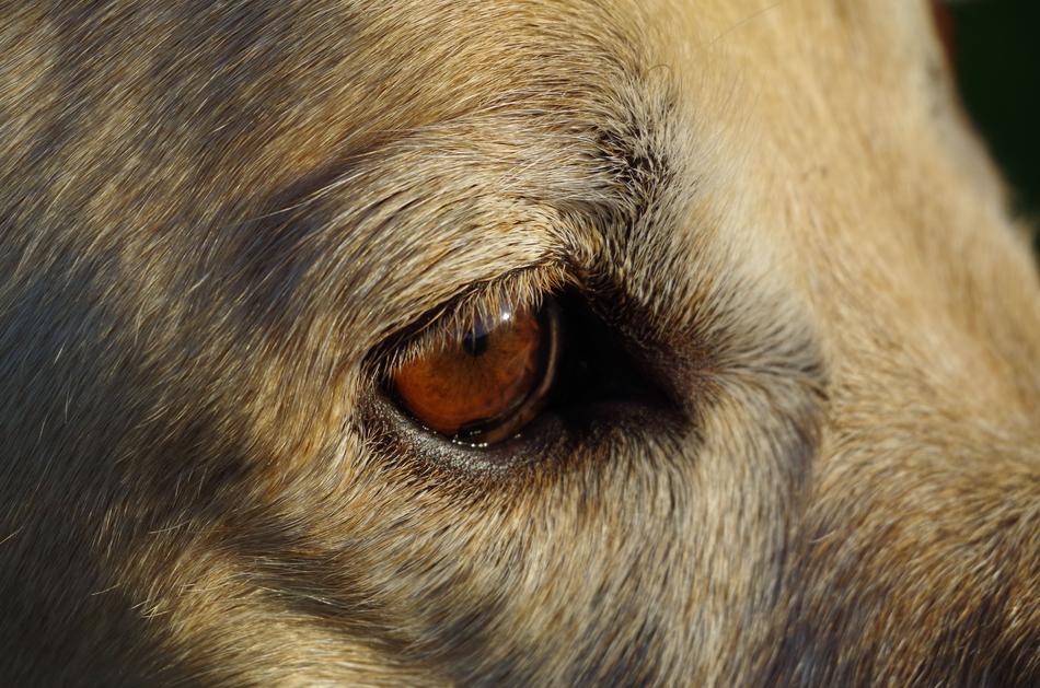 Eye Dog Pet closeup photo