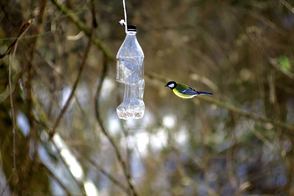 Bird Blue Tit Wild