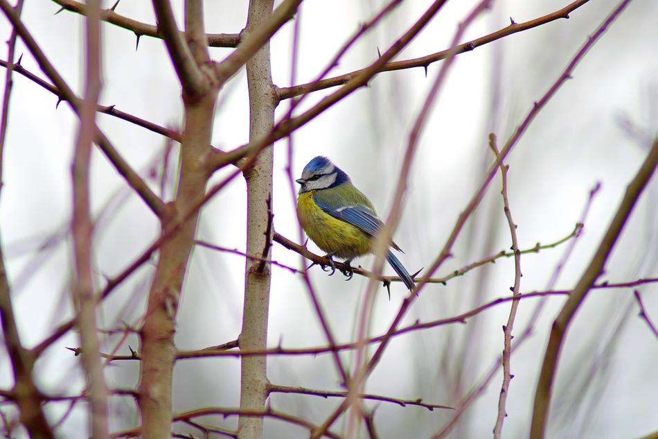 Blue Tit Bird in living Nature
