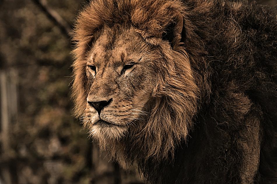 Lion Predator Dangerous