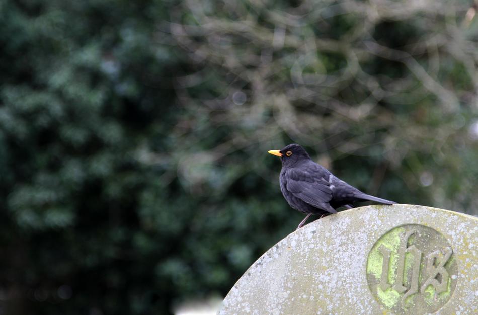 Bird Nature Wildlife