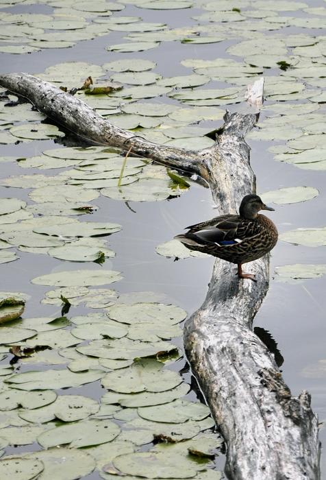 Duck Water Bird