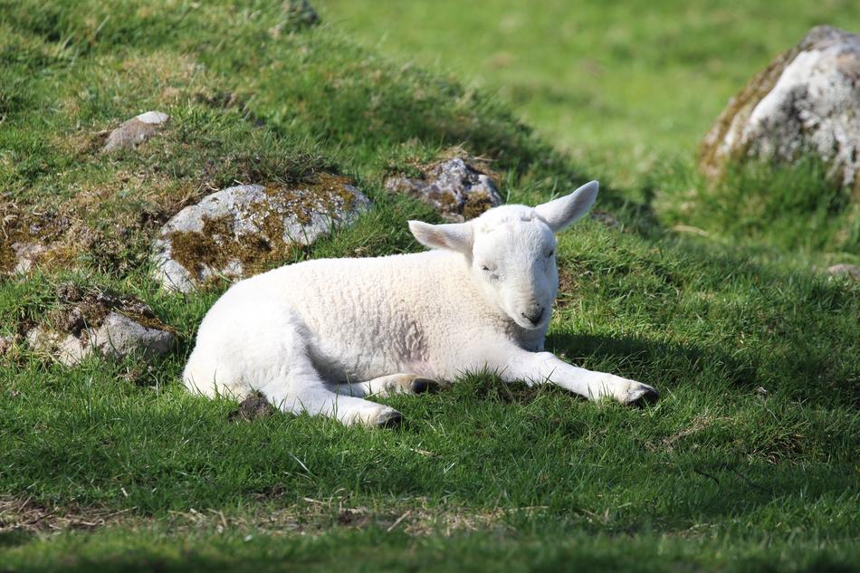 a white goat lying on the green grass