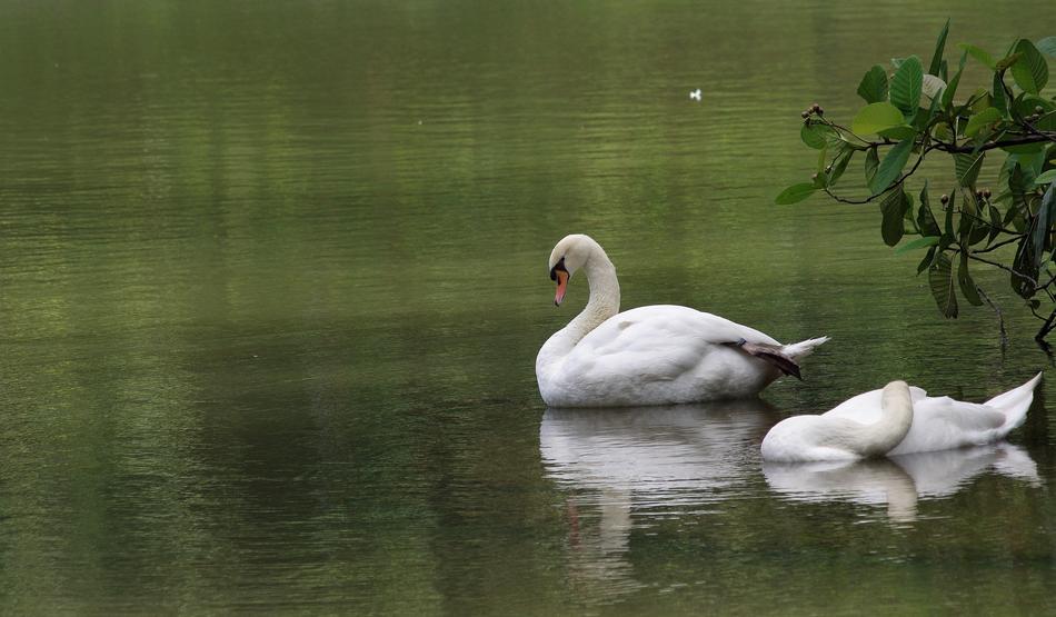 swans in Lake Pool Water view
